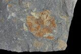 Ordovician Soft-Bodied Fossil (Duslia?) - Morocco #80277-2